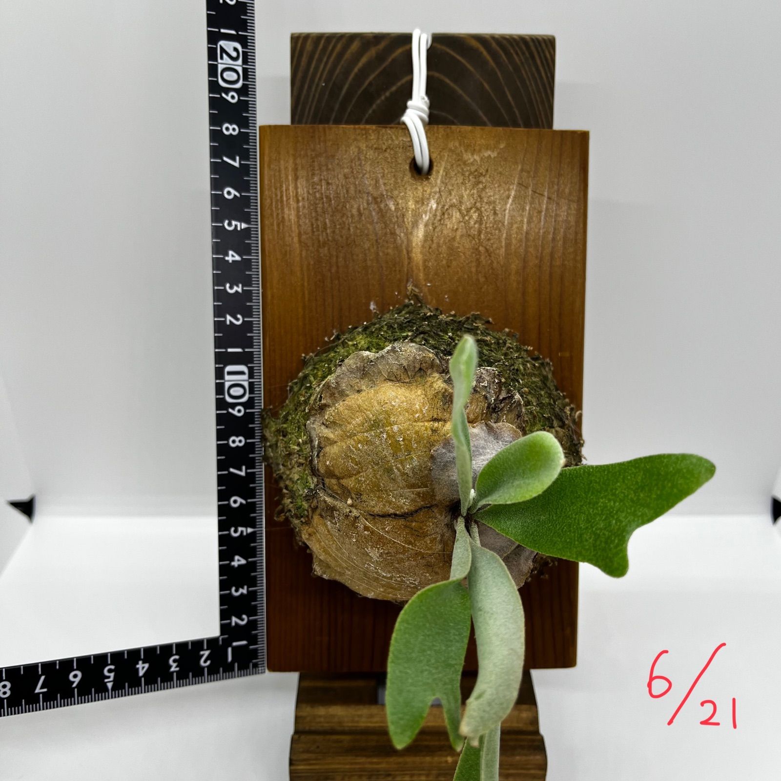 ビカクシダ 白ビフ Platycerium \u201c E-1 \u201d 子株 板付 - メルカリ