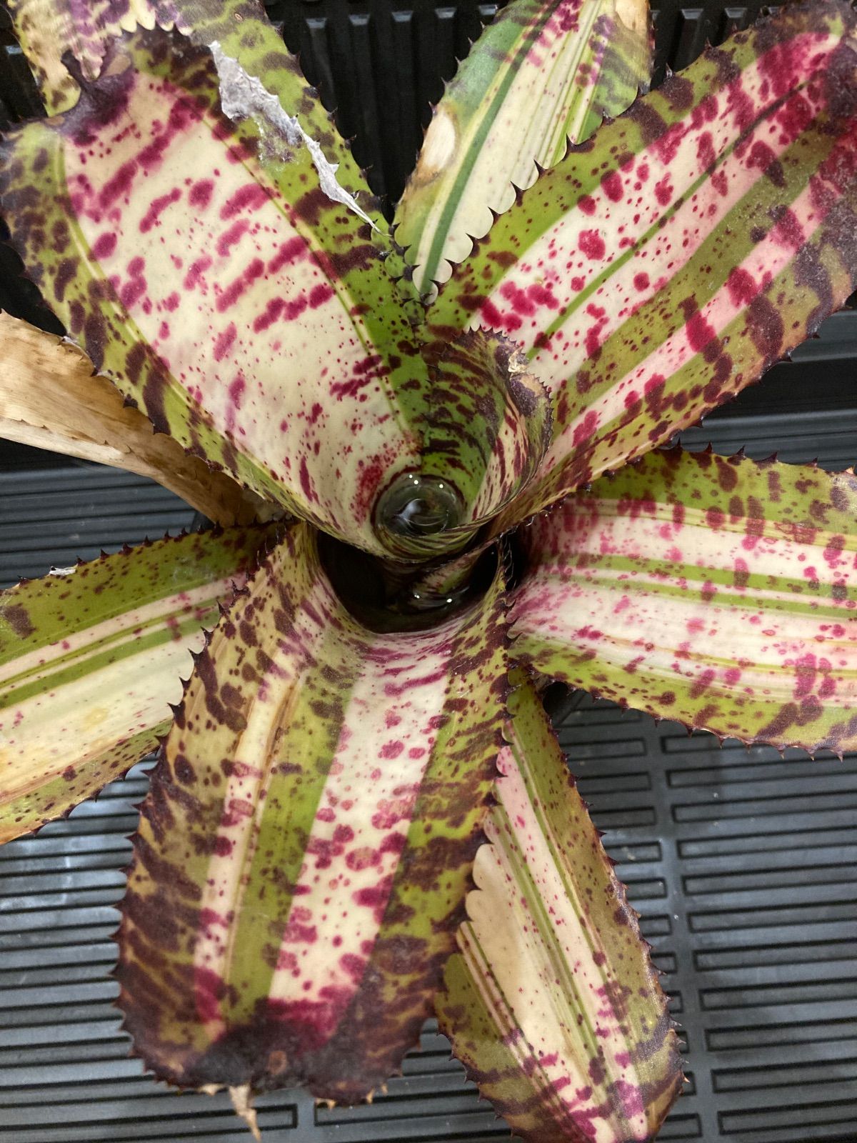 ネオレゲリア Neoregelia 'White Walker' - メルカリ