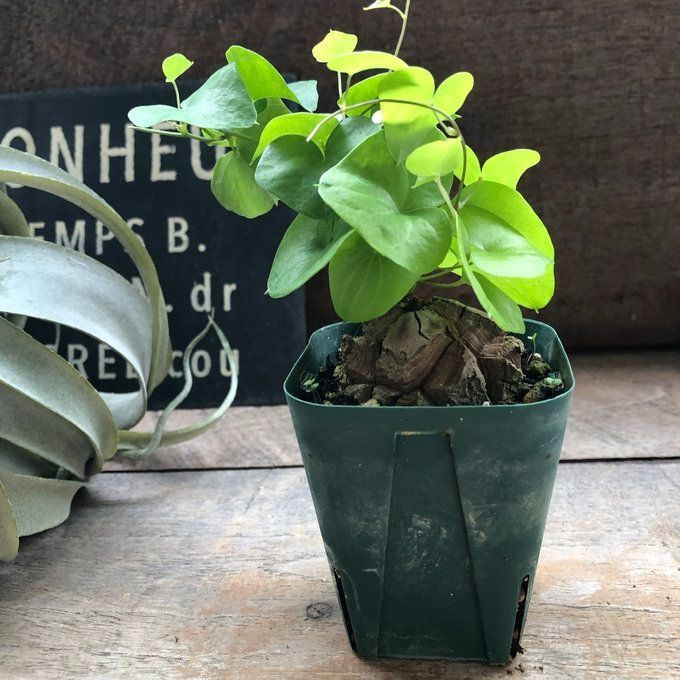 ポットごと 亀甲竜♡特A品♡希少♡ハート型の葉っぱ♡塊根植物