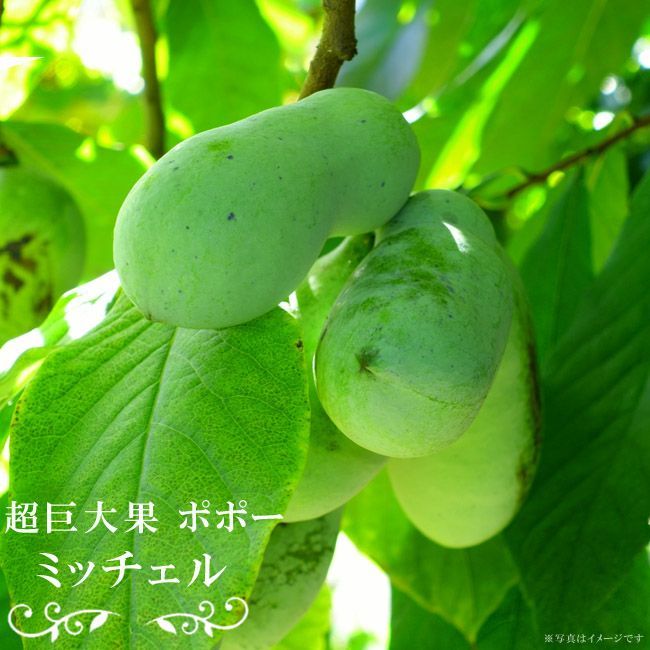 大苗
