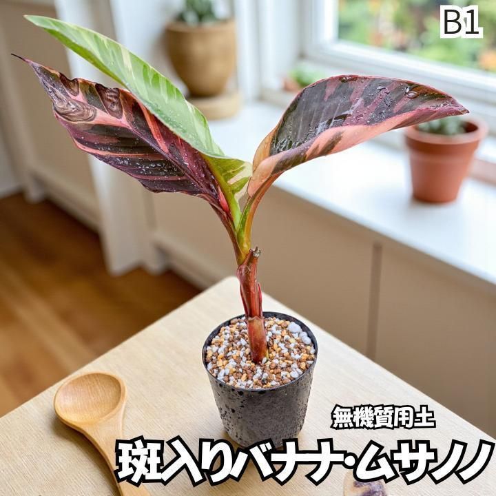 一点物 ピンク斑入りバナナ B1 無機質用土