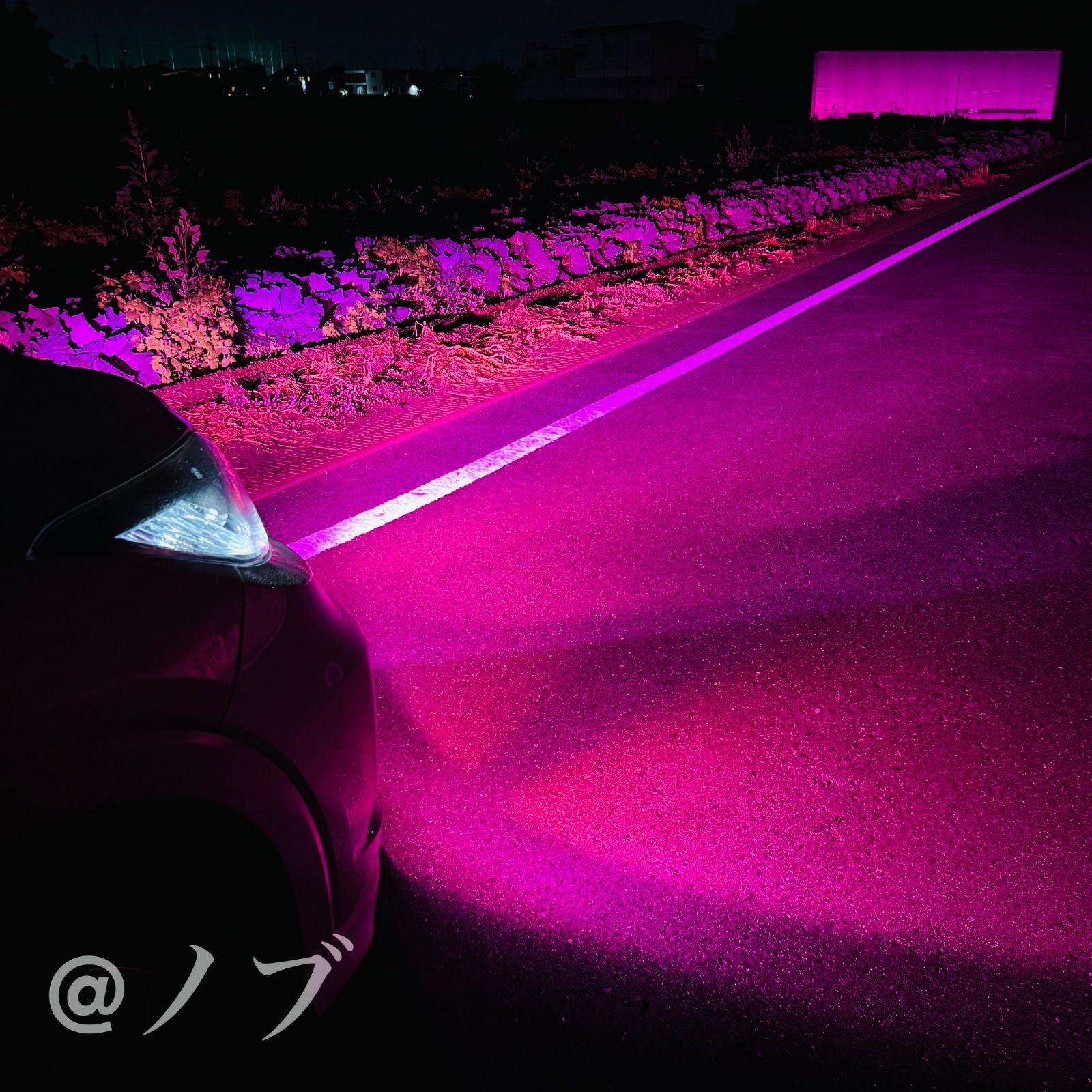 LED H8 H11 H16 パープルピンクdeep 限定