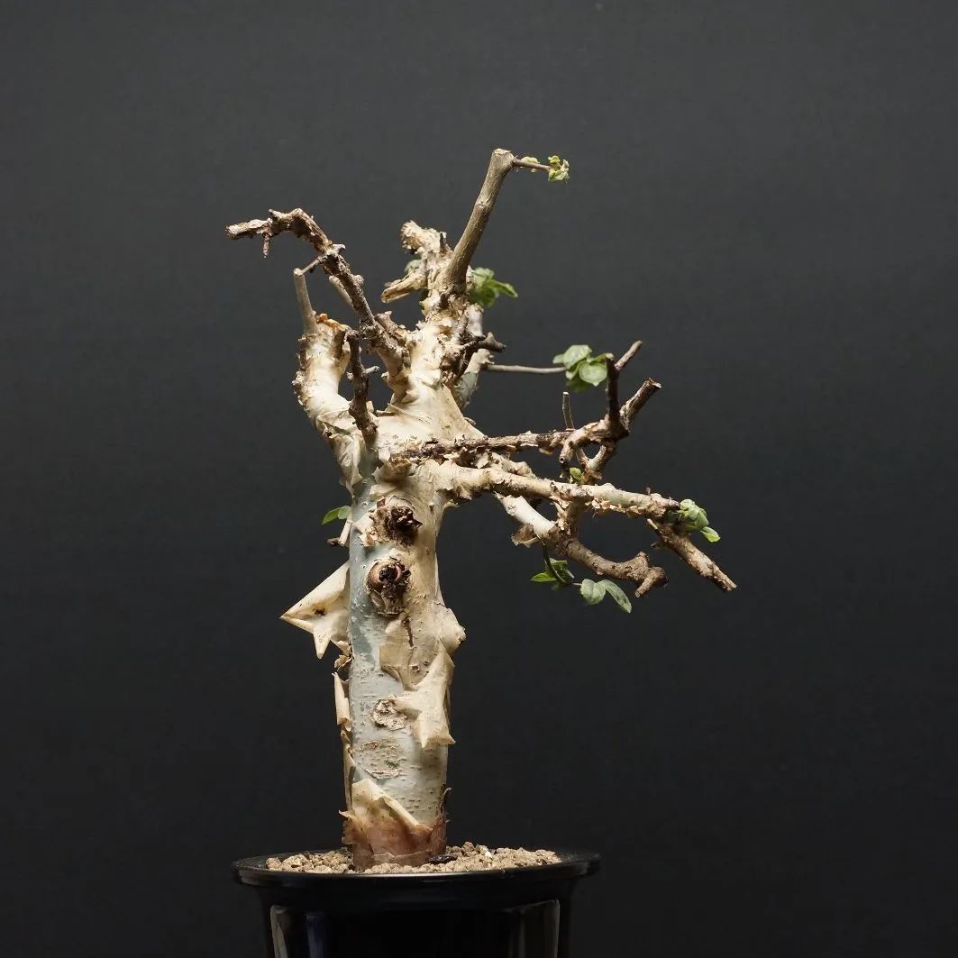 コミフォラ ホルトジアナ Commiphora holtziana 灌木 コミフォラホルト