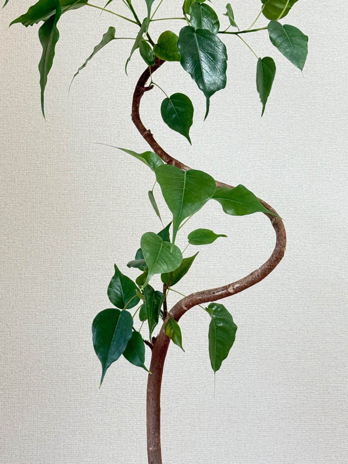 フィカス レリジオーサ? インドボダイジュ 曲がり 93cm 陶器