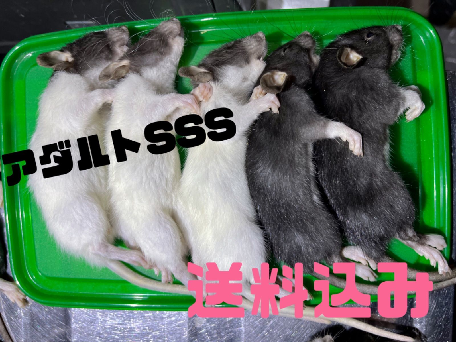 国産自家繁殖冷凍ラットアダルトsss１０匹40g〜55g 送料込み‼️