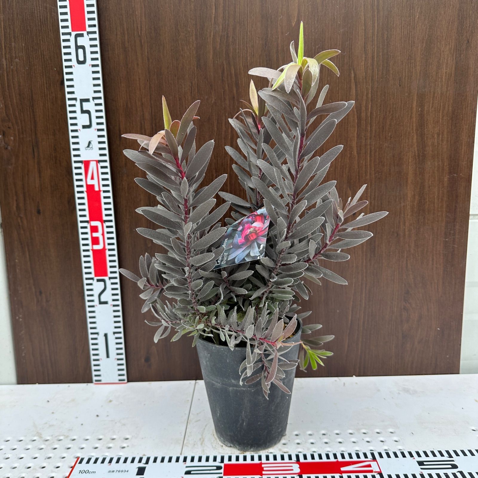 勘違いのない 現品 ④ リューカデンドロン デュリフ 5号 オージープランツ