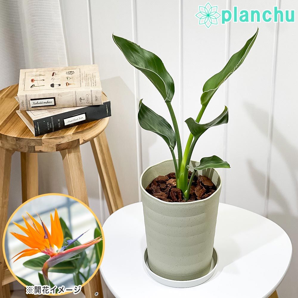 ストレリチア レギネ 受皿付