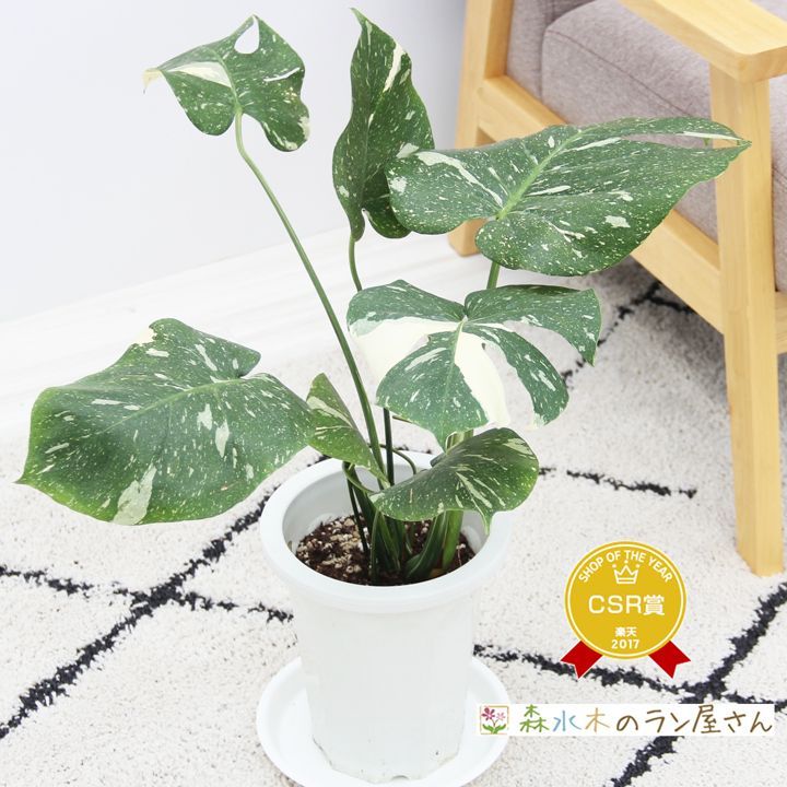モンステラ デリシオーサ タイコンスレーション 斑入り 3号鉢