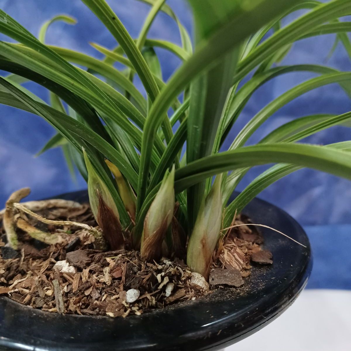 洋ラン 山野草 日本春蘭(極紅きょっこう)花芽付き 3本 (春蘭 寒蘭 富貴