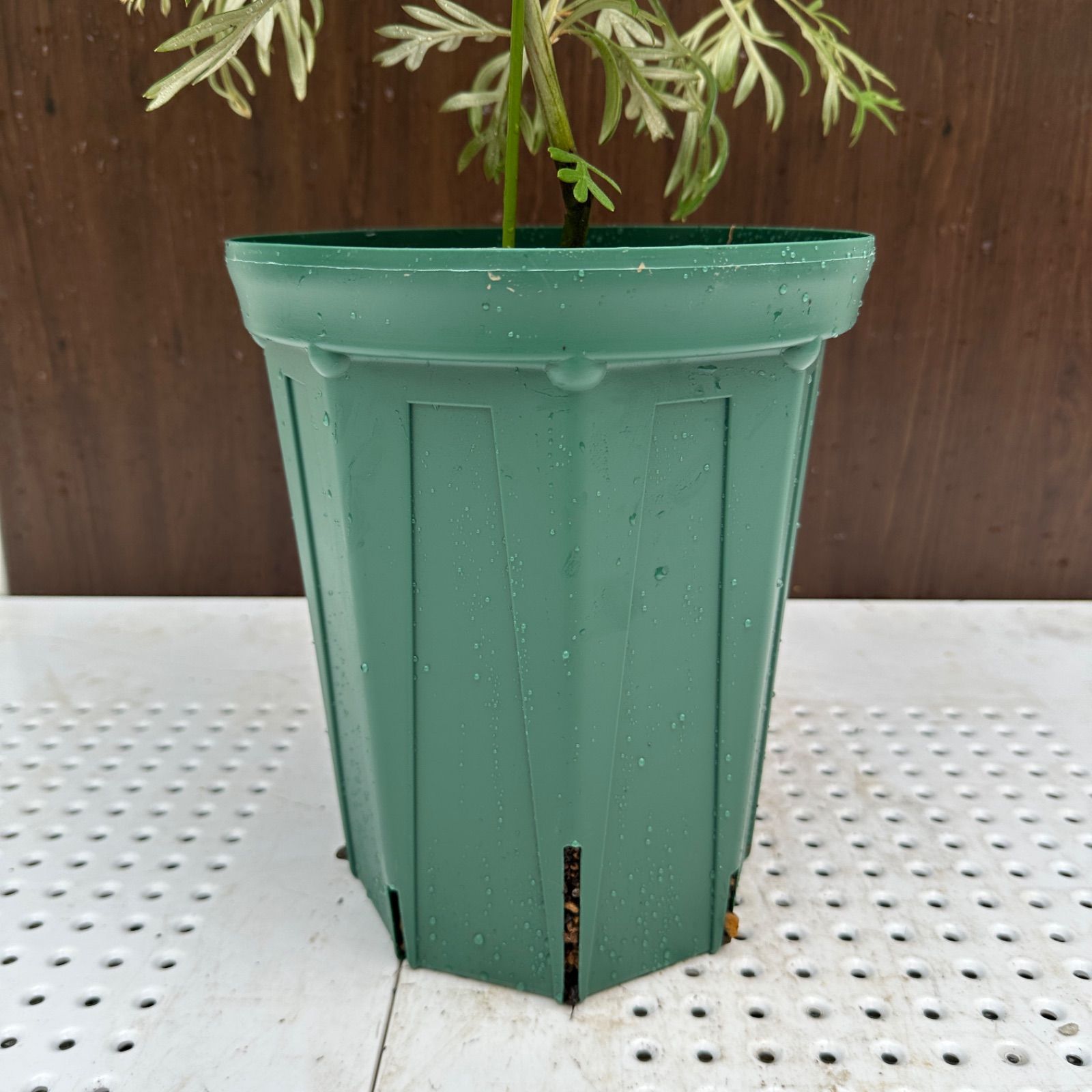 美株 オージープランツ