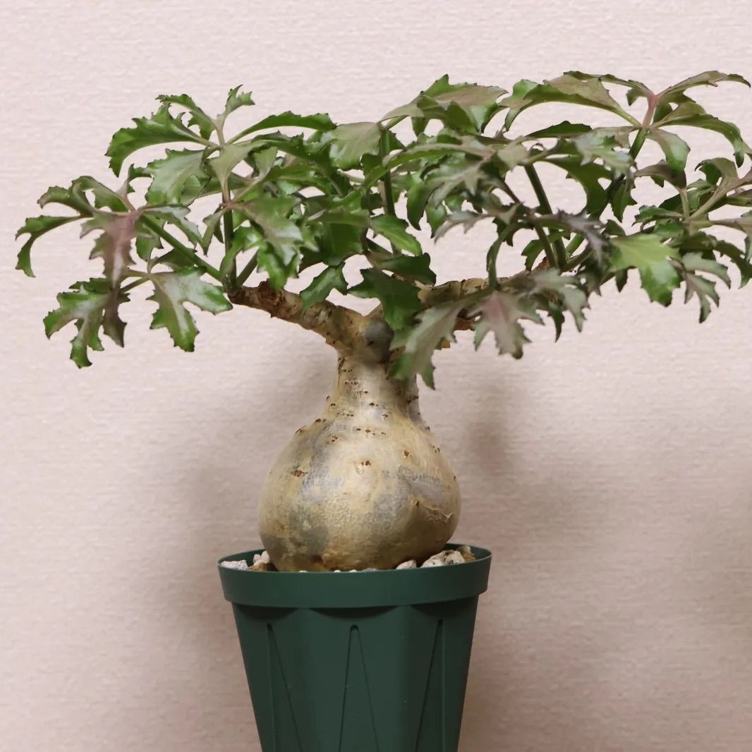 キフォステンマ ベティフォルメ ソマリア 発根済み 良型 現地球