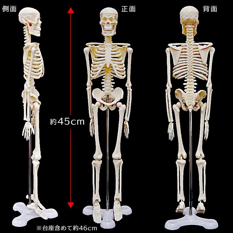 全身骸骨 全身骨格 1/4モデル 45cn 可動式 人体模型 頭がい骨 脳外科 耳鼻科 眼科 歯科 関節 学習 勉強 教材 リアル 展示ディスプレイ  インテリア置物人体骨格標本 理科室 整骨院 病院 実験用 骨格模型 ガイコツ ドクロ レプリカ - メルカリ