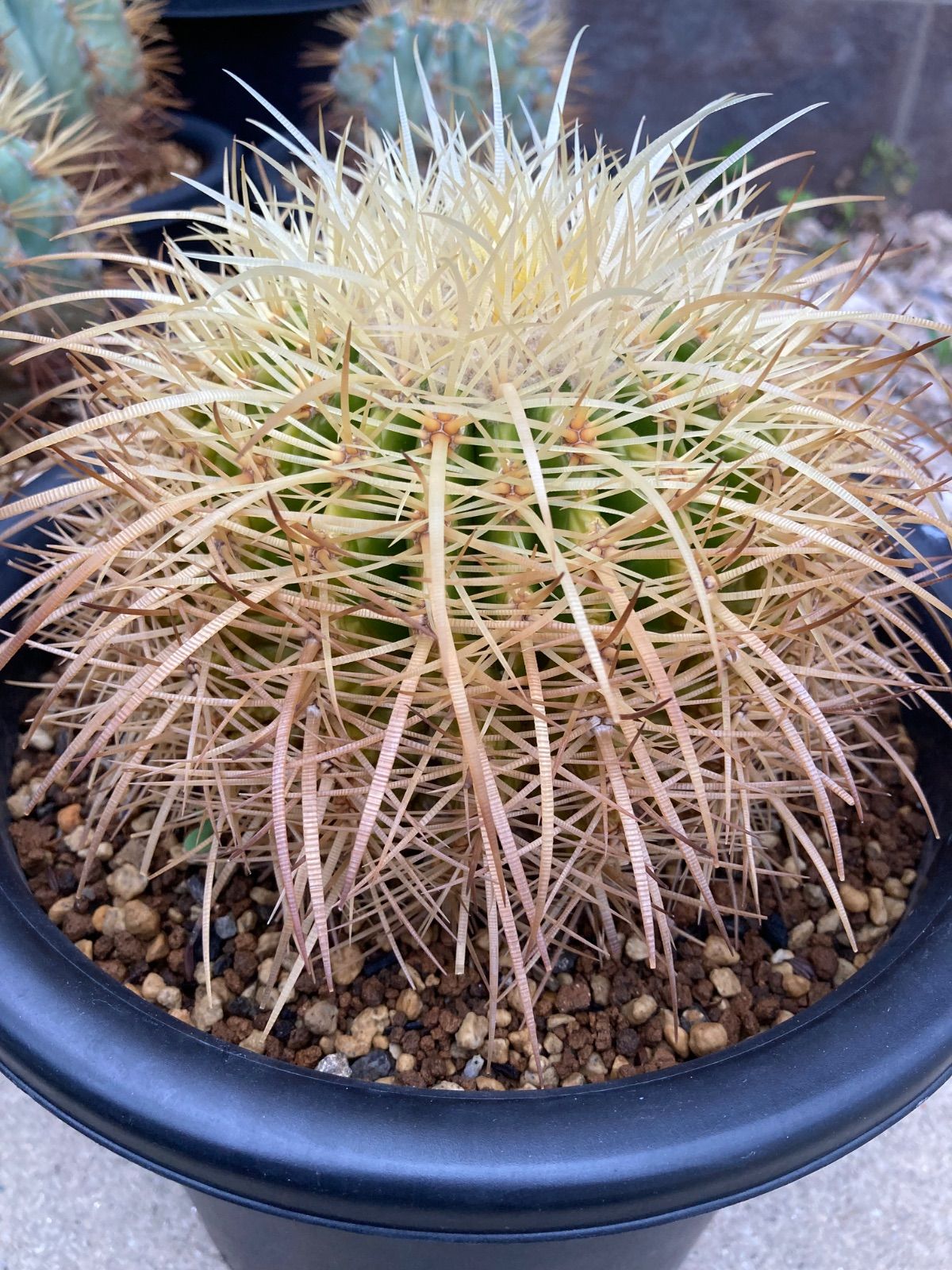 金鯱
