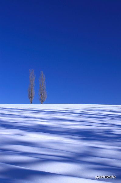  アートフォト 絵画 ポプラと蒼い影6 高橋真澄 インテリア 額入り 額装込 風景画 油絵 ポスター アート アートパネル リビング 玄関 プレゼント モダン アートフレーム 飾る Mサイズ おしゃれ 壁掛け 絵 写真 その他