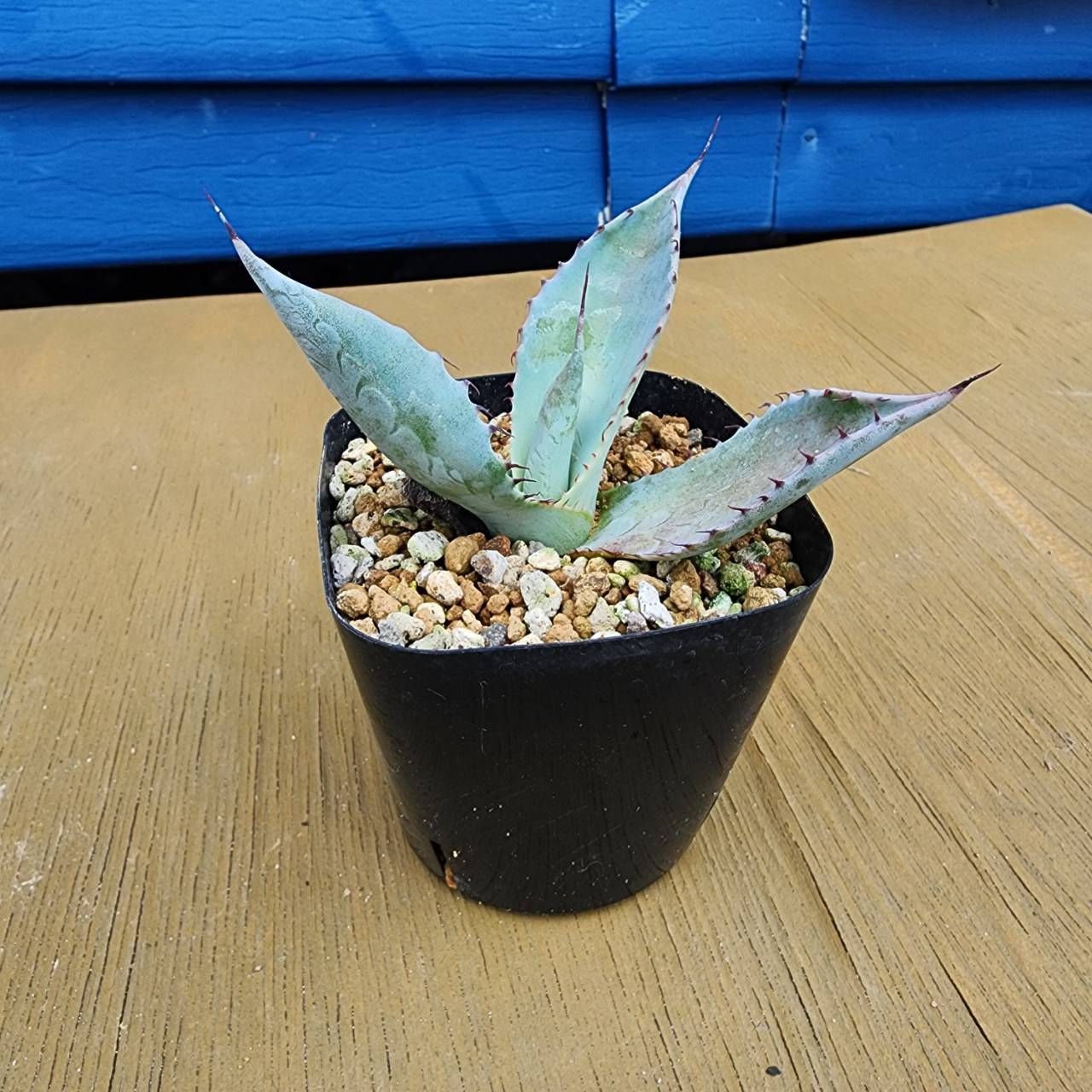 抜き苗発送】アガベ シュリベイマタペンシス Agave shrevei ssp 抜き苗発送】アガベ シュリベイマタペンシス Agave shrevei ssp