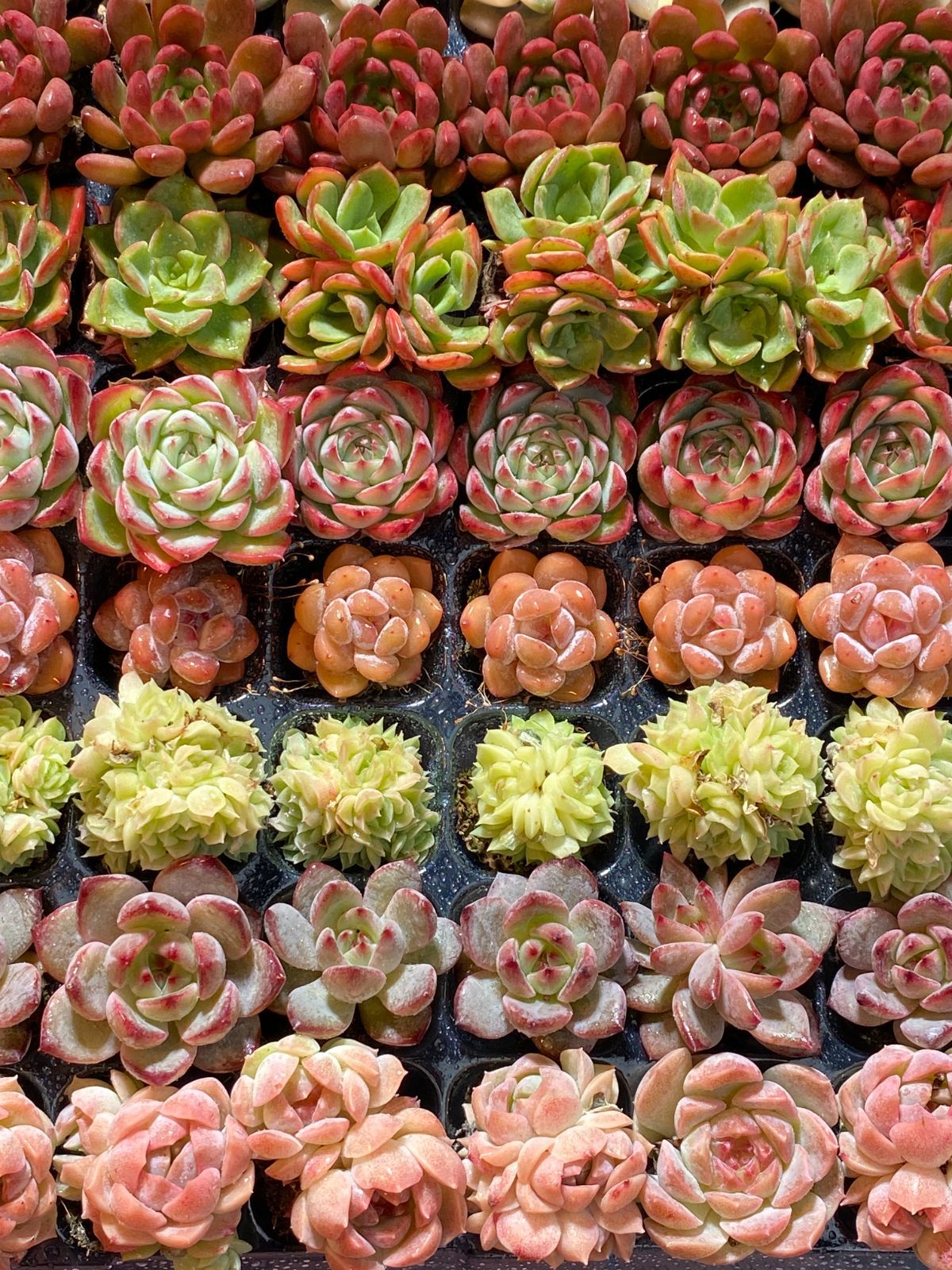 新入荷 15種類セット H233×105苗 土付き 詰め合わせ 多肉植物 新入荷 15種類セット H233×105苗 土付き 詰め合わせ 多肉植物 15種類