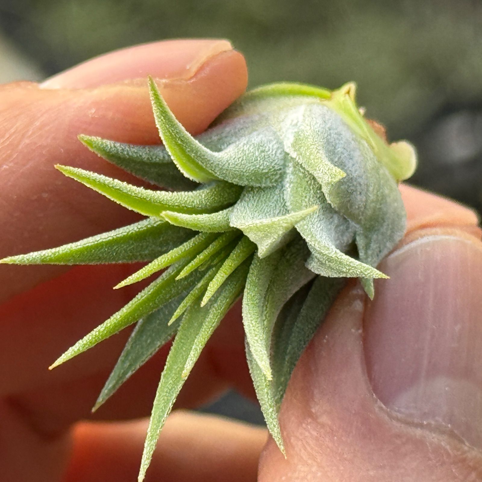 Tillandsia Ionantha  Ball 速達発送 Tillandsia Ionantha Special Selection 速達 - メルカリ