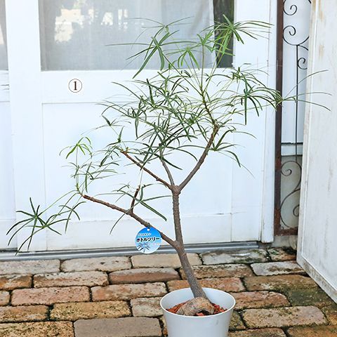 希少なブラキキトン ボトルツリー - 家庭用品