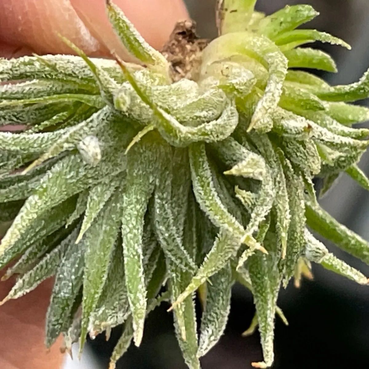 チランジア イオナンタ モンストローズ Tillandsia ionantha Monstrose