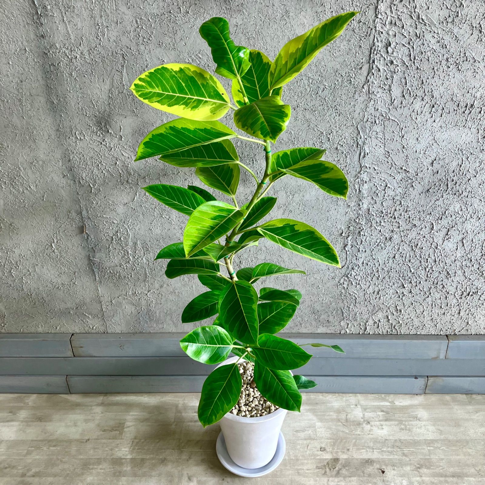 みたらち様専用 大型 美形 曲がり仕立て フィカス アルテシマ 9号