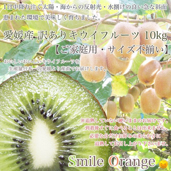 キウイ Smile Orange 愛媛産 訳あり キウイフルーツ 10kg ご家庭用 サイズ不揃い キウイ キウイフルーツ kiwi 果物 国産 フルーツ 愛媛産