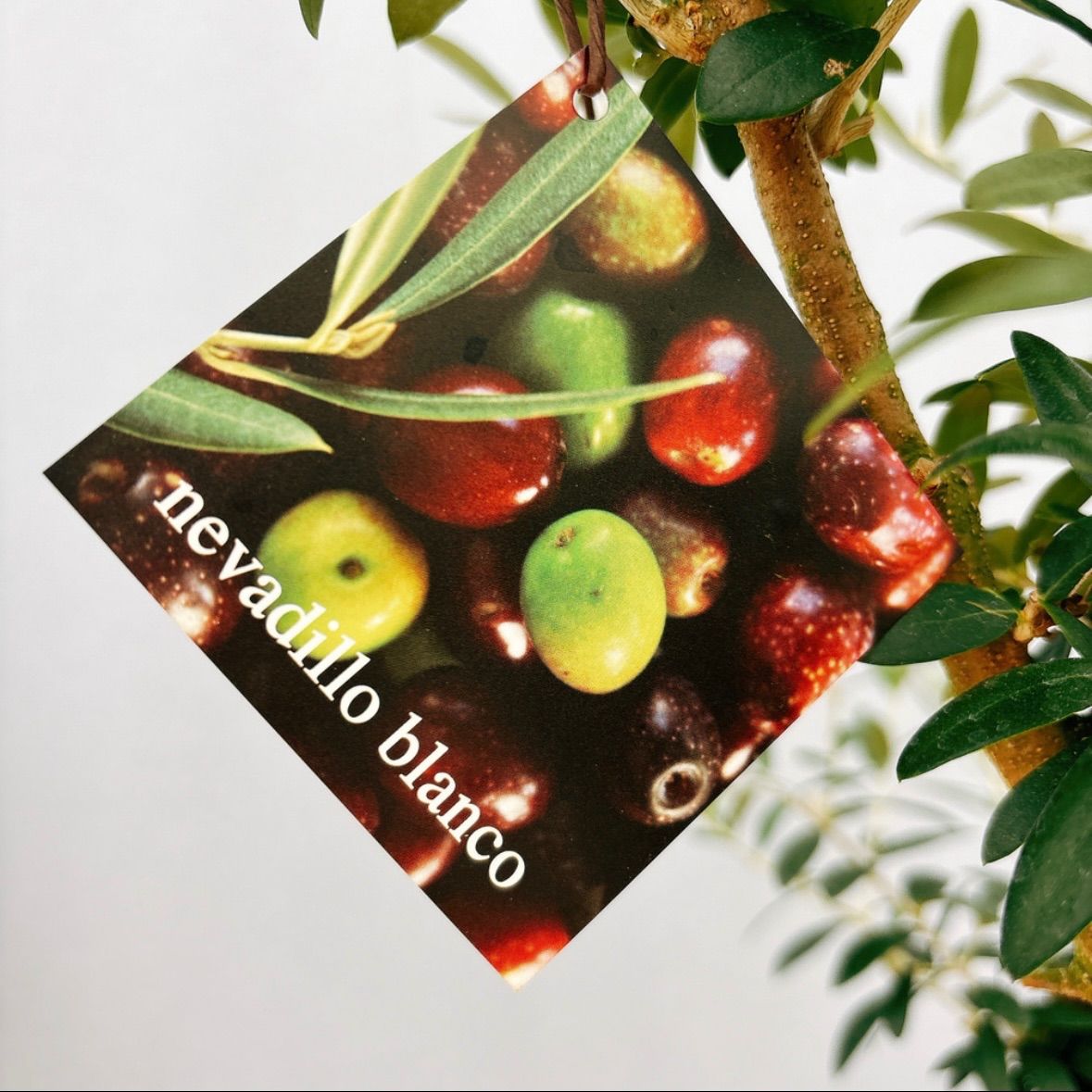 オリーブ ネバディロブランコ