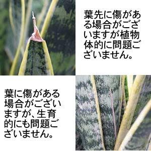 竹炭 5号
