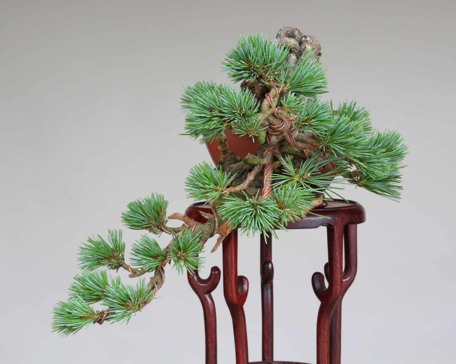 吾妻五葉松【松国宝】根上り懸崖づくり 小品盆栽【泰寿園 Online