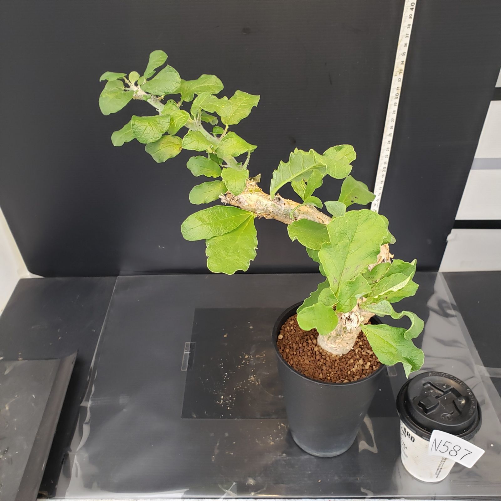 【発根済】セサモタムナス ブッセアヌス　現地球 Sesamothamnus busseanus セサモタムナス ブッセアヌス | Pay ID