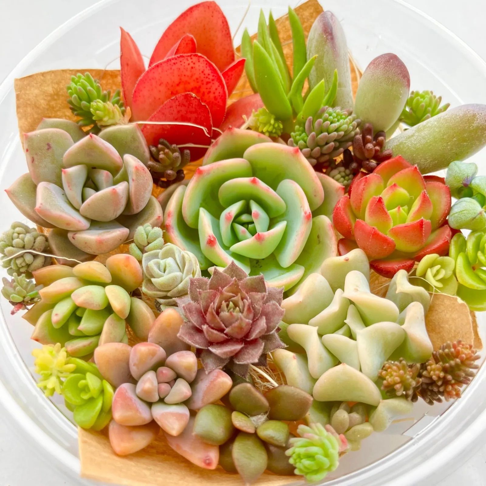 エケベリア 七福神 多肉植物 セダム 七福神 エケベリア 多肉植物 エケベリア 七福神 多肉植物 セダム 七福神 エケベリア 多肉植物