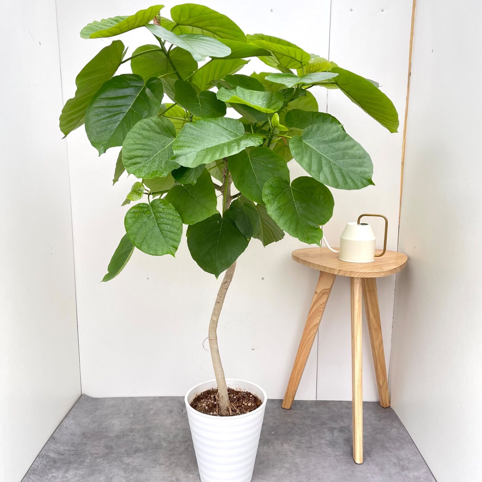 フィカス ウンベラータ 曲がり 1【現品】観葉植物 室内 大型
