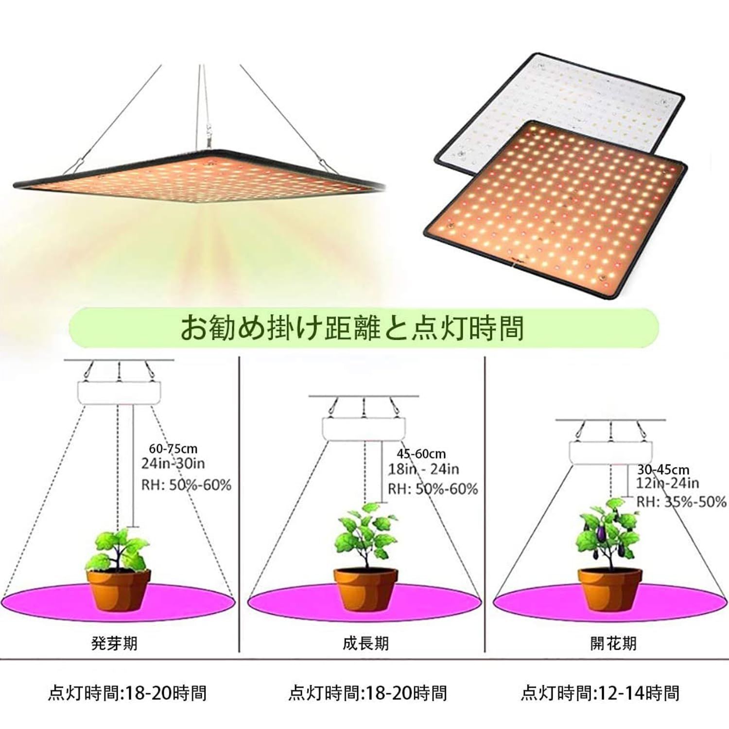 室内栽培 観葉植物