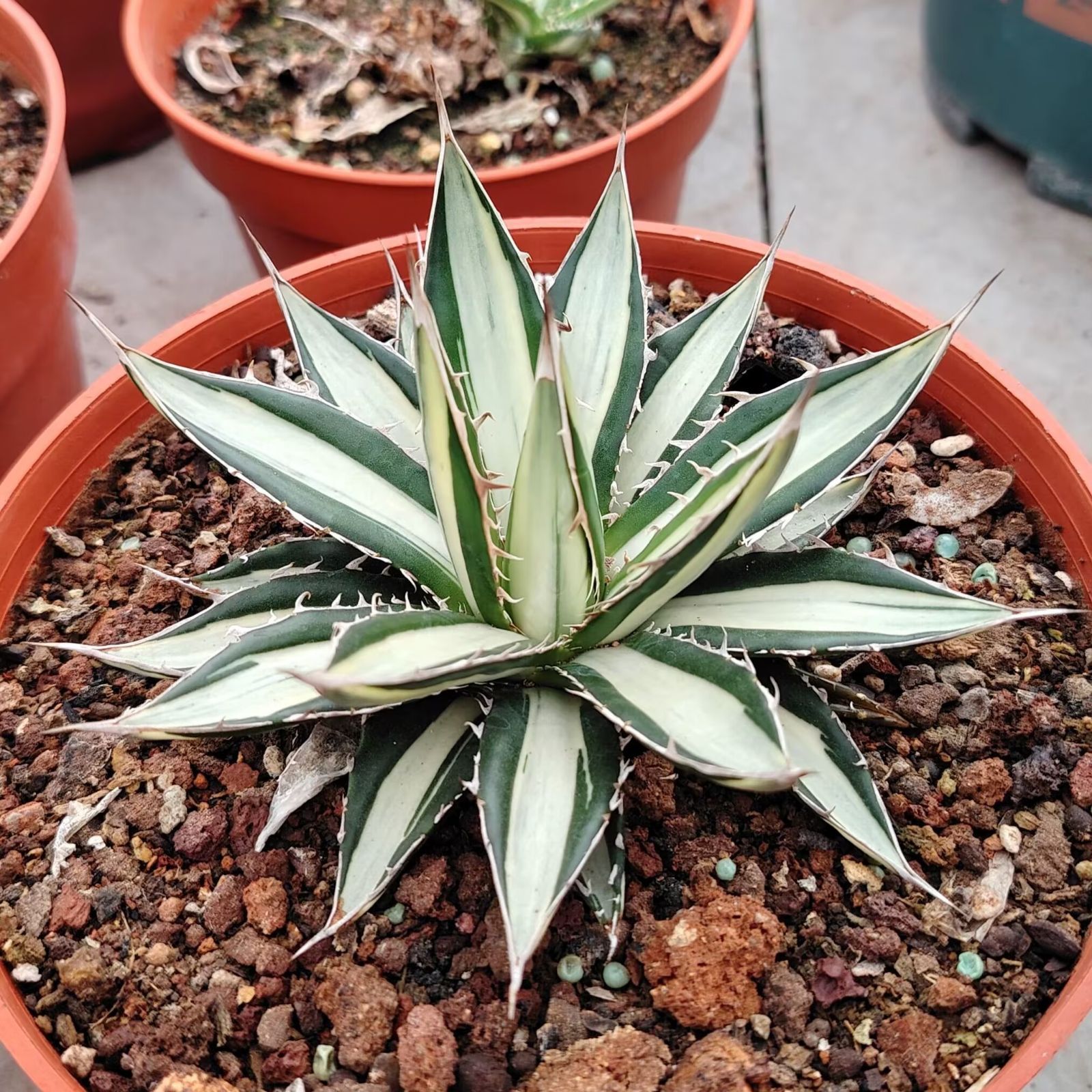 アガベ ホリダ白中斑入 極上3 多肉植物アガベ ホリダ 白中斑 極上