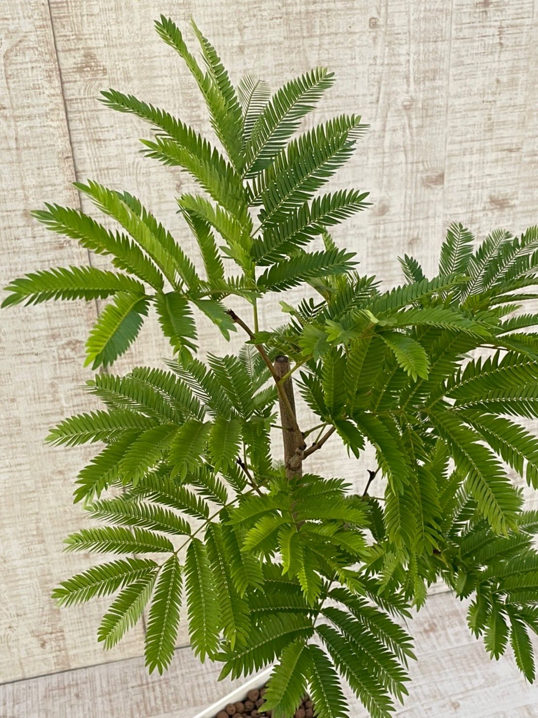 競売 新品 未使用 観葉植物 エバーフレッシュ アカサヤネムノキ 植物 観葉植物 Www Afdservex Es Www Afdservex Es