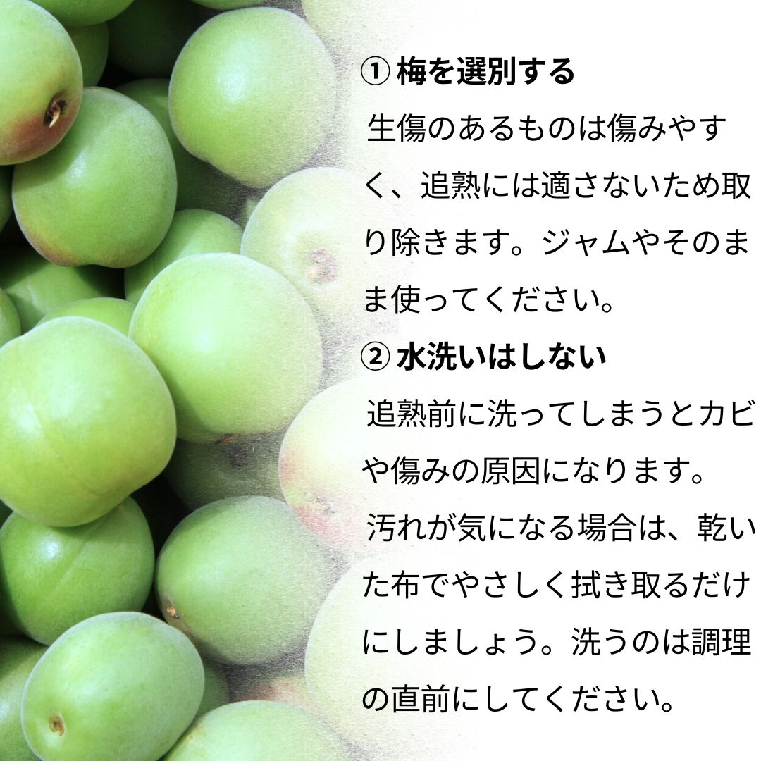 信州小梅