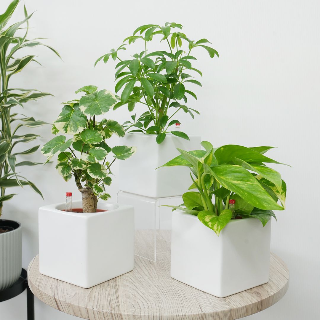 パキポディウム グラキリス 塊根植物 コーデックス 現地球 発根