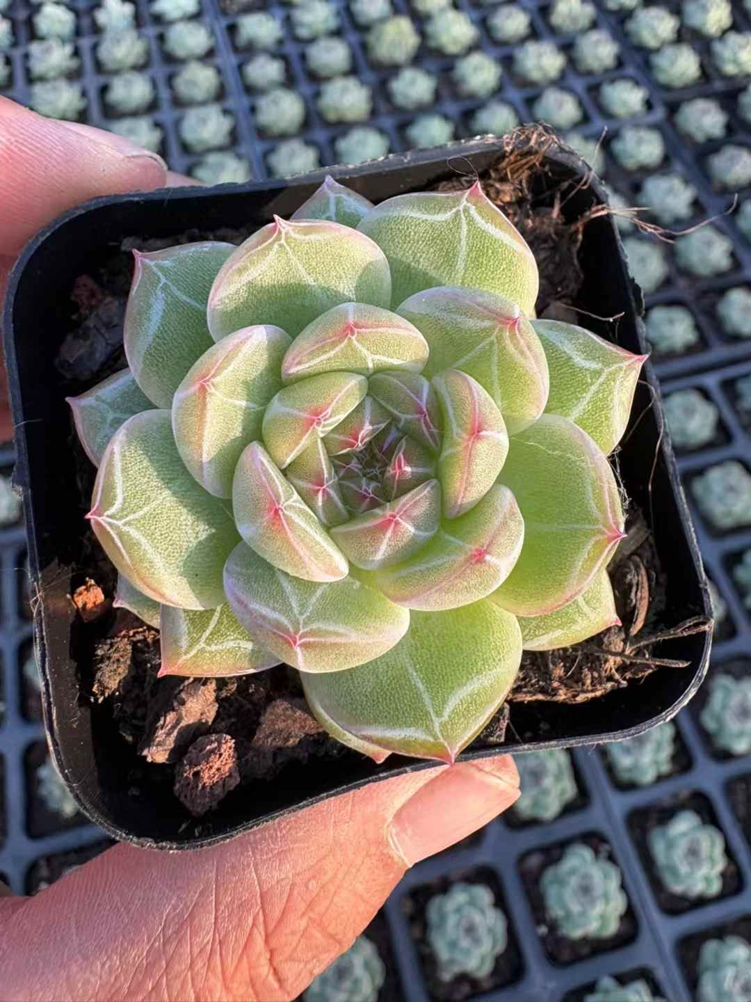 50株の抜き苗セット スノー ジェニー 多肉植物 佐川急便発送 エケベリア 韓国苗 XJB637