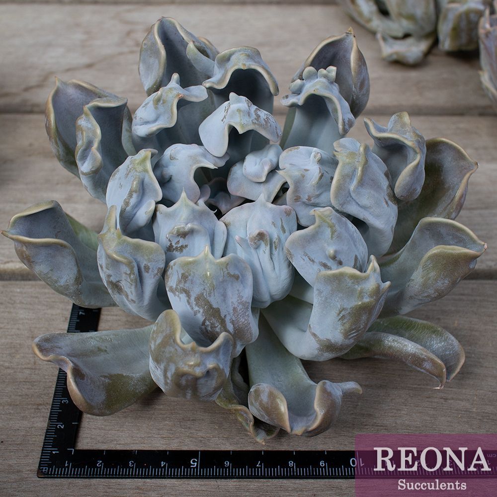 お得♪@2480】スリラーパール群生（4頭） 2025年最新】スリラー