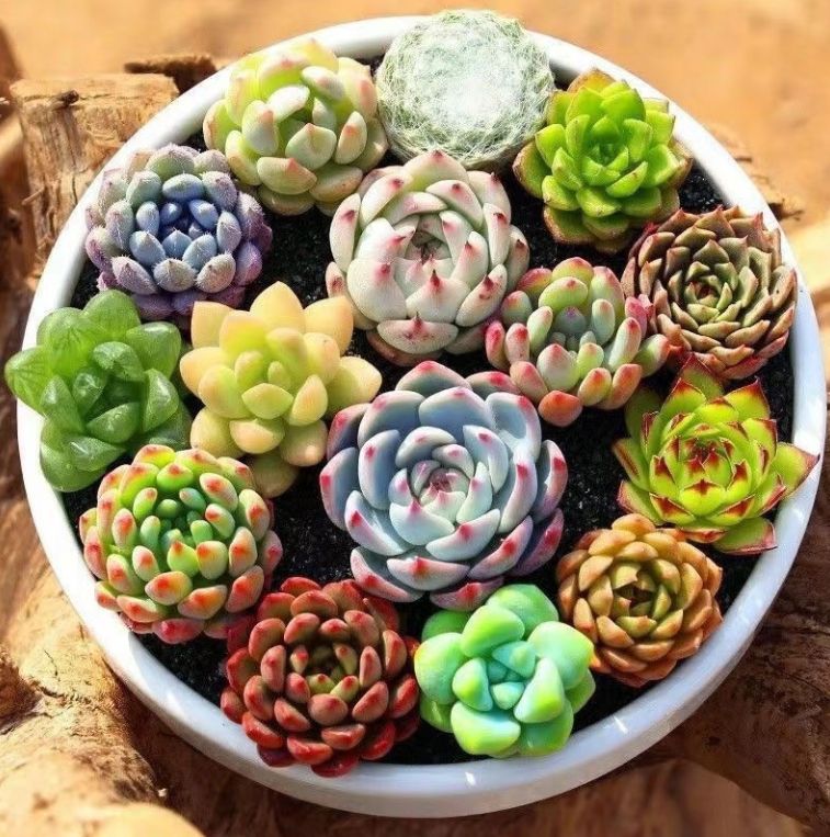 🌿【特価】数量限定 カラフル多肉植物12種セット《鉢付き・抜き 🌿【特価】数量限定 カラフル多肉植物12種セット《鉢付き・抜き