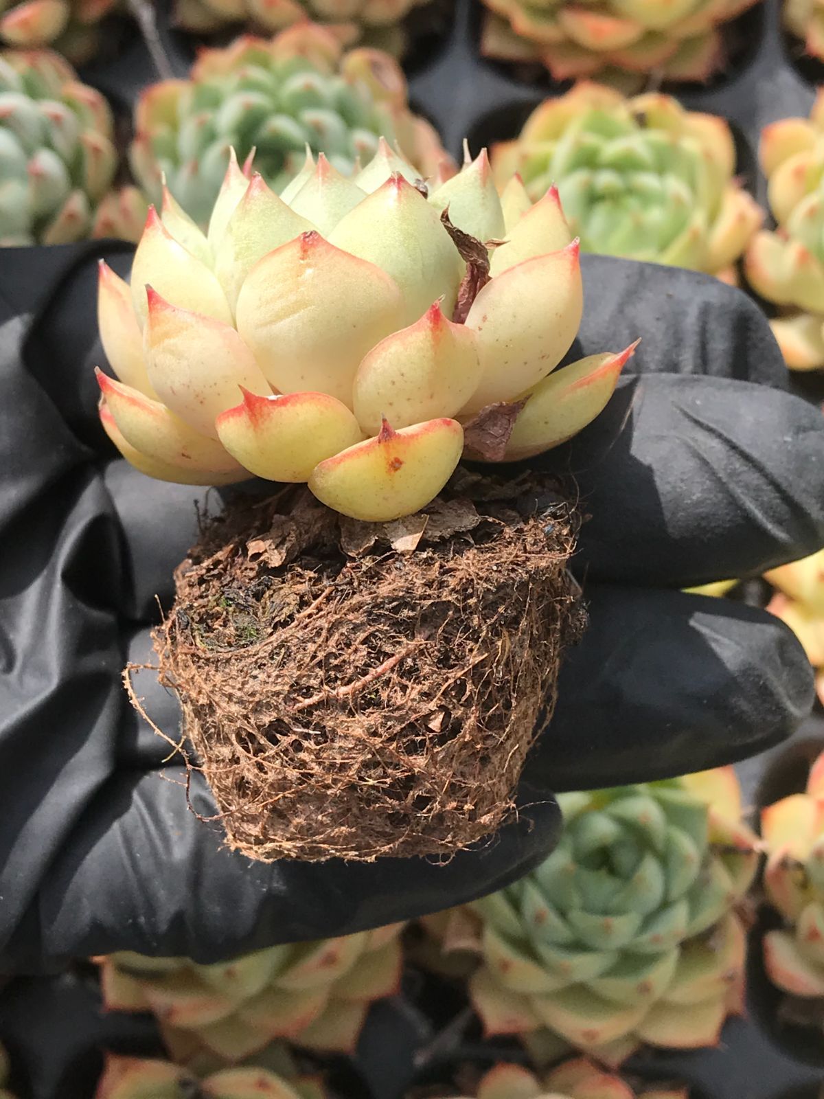 3即購入OK セット 100苗 韓国苗 雑交新種 多肉植物 エケベリア 12即購入OK セット 100苗 韓国苗 雑交新種 多肉植物 エケベリア 新入荷