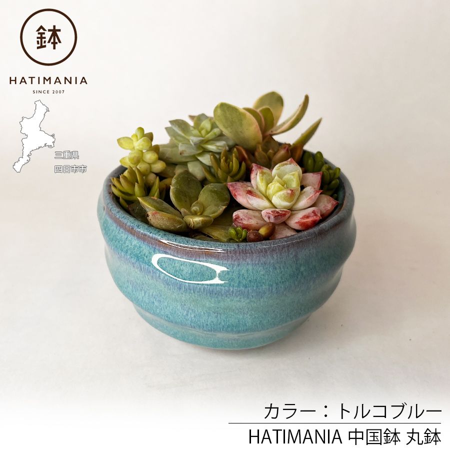 多肉植物おまかせ寄せ植え HATIMANIA 3号 1006W 鉢づくし ミニ盆栽