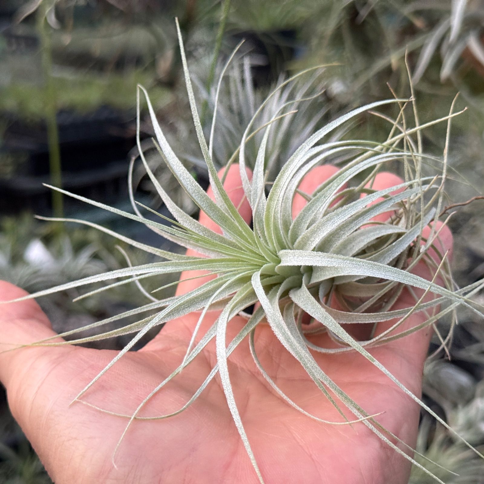 チャペウエンシス Tillandsia