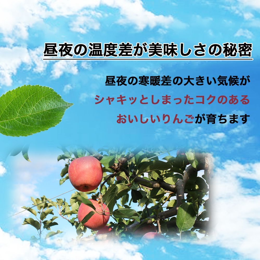 岩手県産 産地直送 サンふじ りんご 約9kg 送料無料 りんご 果物-5