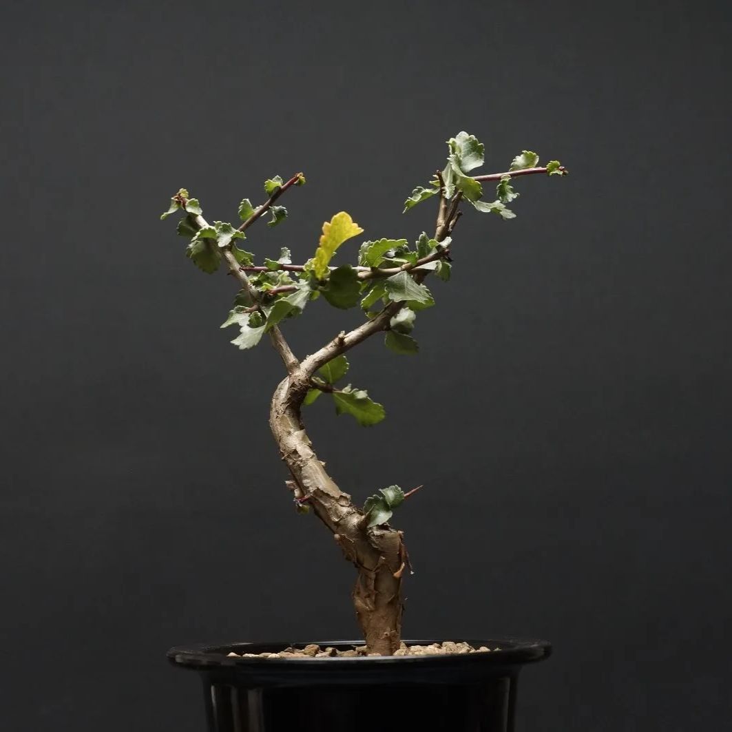 Commiphora wightii