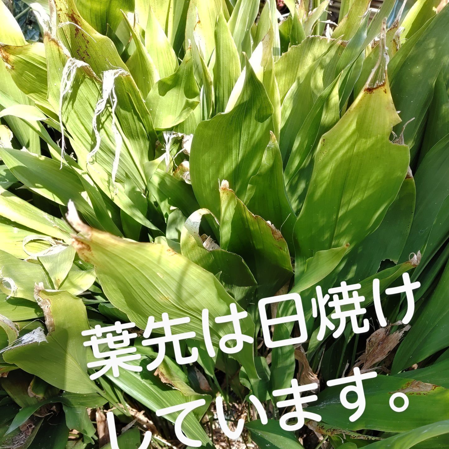 葉蘭 ハラン 茎が長いけど、根はしっかり - メルカリ