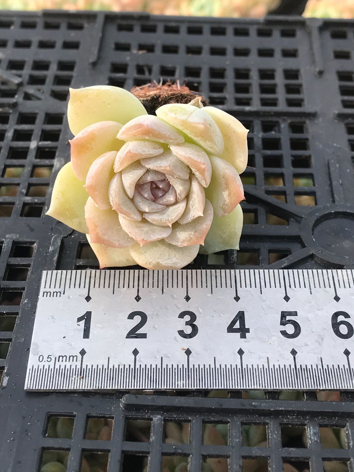 SHIRA TORI SHIN TARO アートブック SHIRA TORI SHIN TARO アート