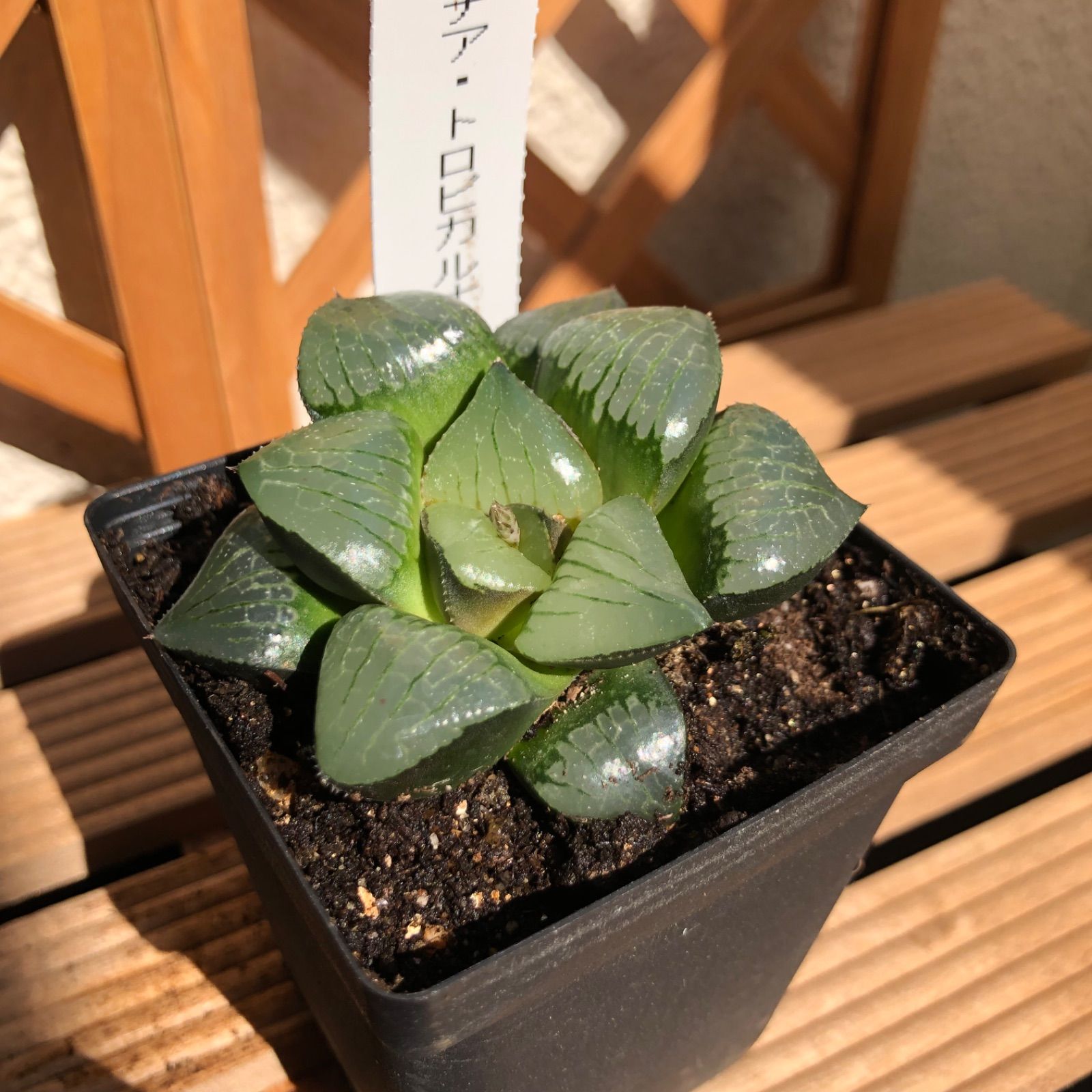 ハオルチアハオルシア多肉植物グロエネワルディー錦groenewaldii