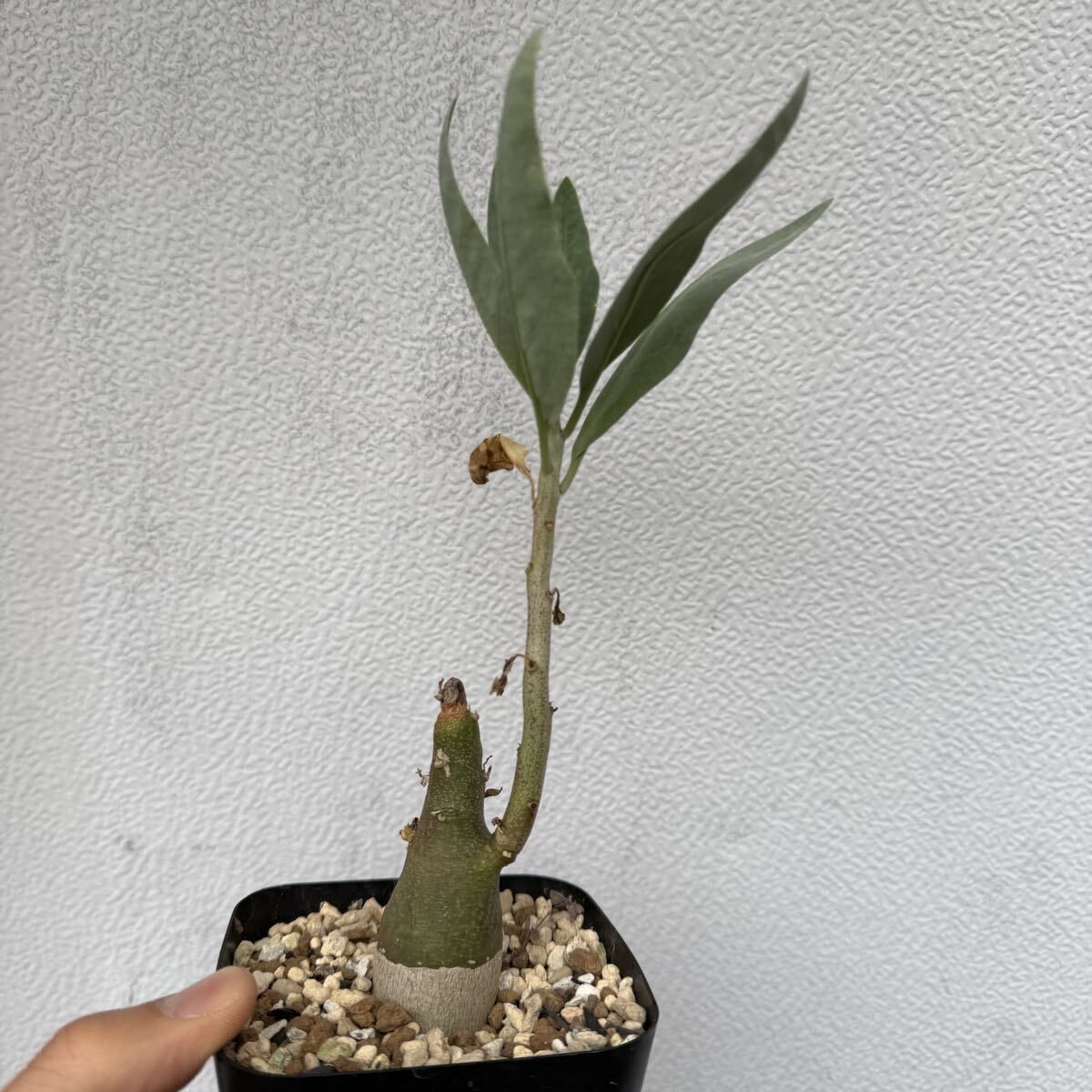 ウ*6様 K2 実生 Adenia pechuelii アデニア ペチュエリー Adenia