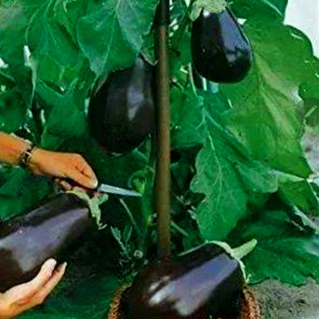 ブラックビューティーなすの種 - 野菜