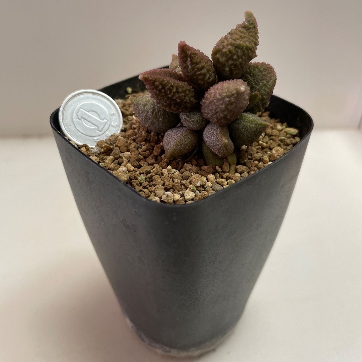 レア✨フエルニア　ヒスロピー　抜き苗 多肉植物 アドロミスクスへレー(レア) 抜き苗 根付き - メルカリ